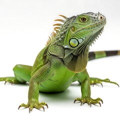 A vibrant green iguana with spiky crests and a patterned tail stands alert on a white background.