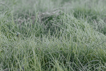Expansive green grass field adorned with dew drops, reflecting morning light, evoking a peaceful...