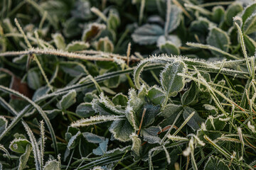 Expansive green grass field adorned with dew drops, reflecting morning light, evoking a peaceful...