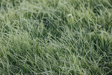Expansive green grass field adorned with dew drops, reflecting morning light, evoking a peaceful...