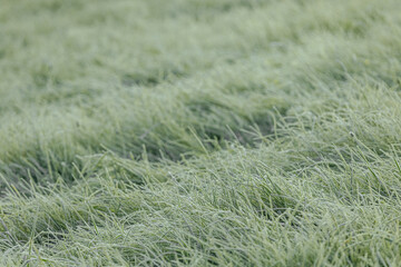 Expansive green grass field adorned with dew drops, reflecting morning light, evoking a peaceful...