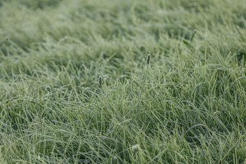 Expansive green grass field adorned with dew drops, reflecting morning light, evoking a peaceful and refreshing ambiance in the natural environment