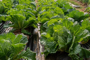 "The crops are densely planted, ready for harvest