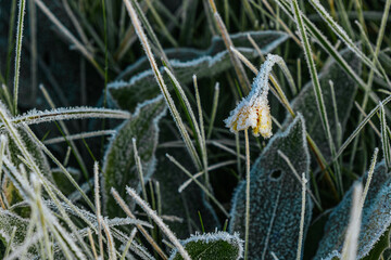 Expansive green grass field adorned with dew drops, reflecting morning light, evoking a peaceful and refreshing ambiance in the natural environment