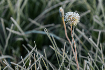 Expansive green grass field adorned with dew drops, reflecting morning light, evoking a peaceful...