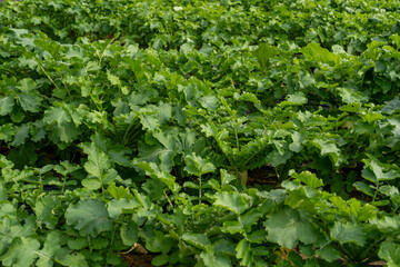 A wide field of daikon radish grows in organized rows.