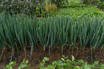 Green onions grow upright in neatly organized rows.