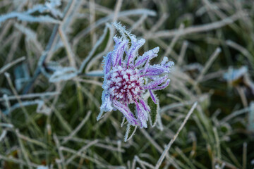 Expansive green grass field adorned with dew drops, reflecting morning light, evoking a peaceful...