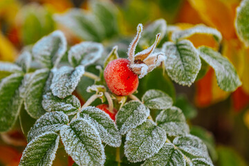 Frosty leaves adorned with bright red berries stand out against a softly blurred autumn backdrop, highlighting the intricate details of natures seasonal transformation