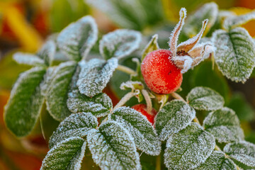 Frosty leaves adorned with bright red berries stand out against a softly blurred autumn backdrop, highlighting the intricate details of natures seasonal transformation