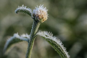 Close-up of a flower bud with frost, highlighting the icy details and green stem, illustrating the...
