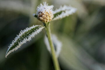 Close-up of a flower bud with frost, highlighting the icy details and green stem, illustrating the contrast between cold and the vitality of nature's growth