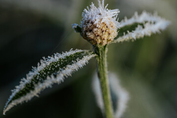 Close-up of a flower bud with frost, highlighting the icy details and green stem, illustrating the contrast between cold and the vitality of nature's growth