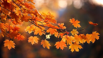 Autumn Maple Leaves On Branch