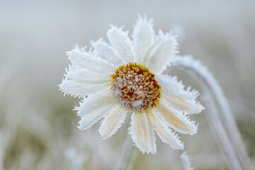 Frosted daisy flower with intricate details is surrounded by icy grass, highlighting the serene...