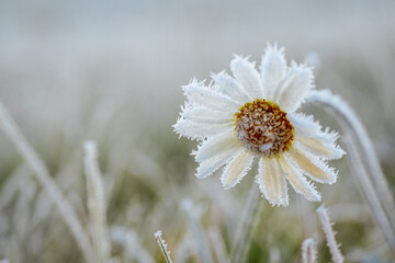 Frosted daisy flower with intricate details is surrounded by icy grass, highlighting the serene...