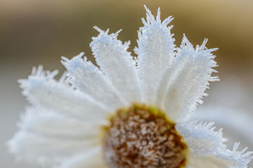 Frosted daisy flower with intricate details is surrounded by icy grass, highlighting the serene...