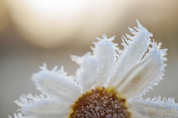 Frosted daisy flower with intricate details is surrounded by icy grass, highlighting the serene...