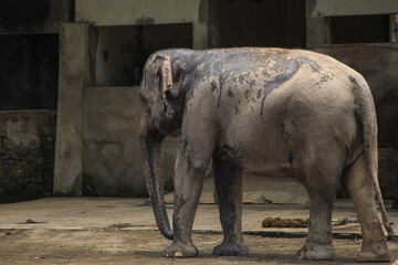 Fototapeta premium Sumatran elephant covered in mud standing in zoo enclosure