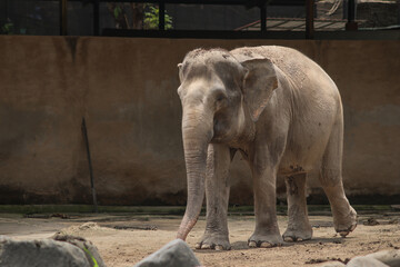 Sumatran elephant walking in zoo enclosure during daylight