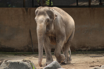 Fototapeta premium Sumatran elephant walking in zoo enclosure during daylight