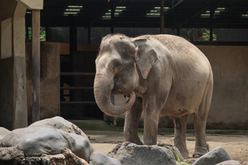 Naklejka premium Sumatran elephant standing and curling trunk in zoo enclosure during daytime