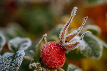 Frosty leaves adorned with bright red berries stand out against a softly blurred autumn backdrop, highlighting the intricate details of natures seasonal transformation