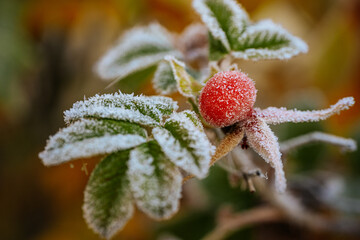 Frosty leaves adorned with bright red berries stand out against a softly blurred autumn backdrop, highlighting the intricate details of natures seasonal transformation