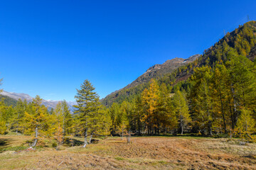 High mountain panorama in late summer, early autumn, with green and yellow larches, blue sky, in the Swiss Alps.