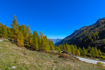 High mountain panorama in late summer, early autumn, with green and yellow larches, blue sky, in the Swiss Alps.