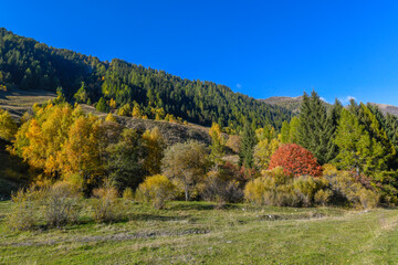 High mountain panorama in late summer, early autumn, with green and yellow larches, blue sky, in the Swiss Alps.