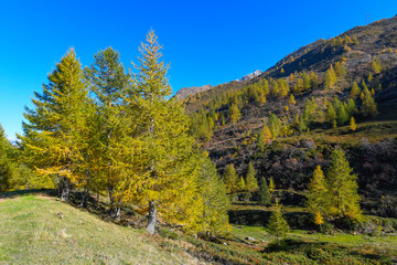 High mountain panorama in late summer, early autumn, with green and yellow larches, blue sky, in the Swiss Alps.