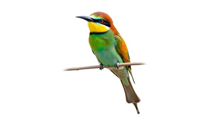 Colorful bee-eater bird perched, isolated on white background, vivid feathers.