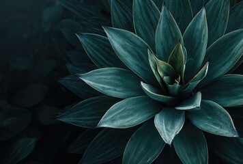 Lush green succulent plant rosette on a dark background