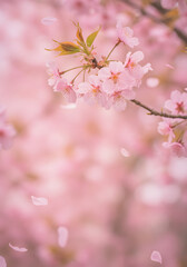 Fototapeta premium Blossoming cherry branch in spring with falling petals. Delicate floral nature scene of freshness, growth, and renewal.