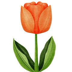 orange tulip on white