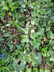 Fototapeta premium These are patterned ivy leaves.