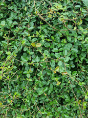 Fototapeta premium Close-up of Asian Jasmine leaves. 