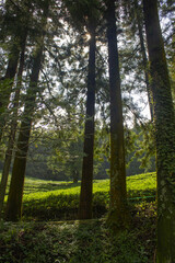 It is a dense fir forest.