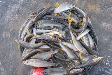 鮎友釣りの釣果