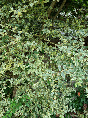 These are the pretty leaves of Ligustrum sinense Variegatum.