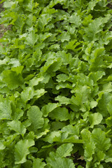 Fototapeta premium A close-up of a turnip field.