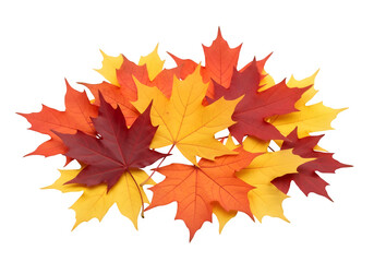 Fototapeta premium Pile of autumn maple colored leaves cut out, isolated on white or transparent background. PNG