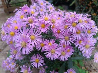 flowering of autumn shrub aster