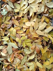 Close-up of fallen brown ash leaves