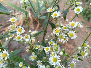 autumn flowering of small chamomile
