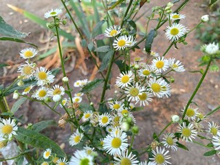 autumn flowering of small chamomile