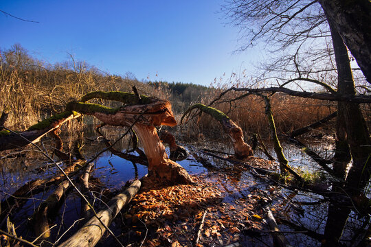 Durch einen Biber gef&auml;llter Baum an einem Weiher nahe Fischbach im Raum Saarbr&uuml;cken, Saarland