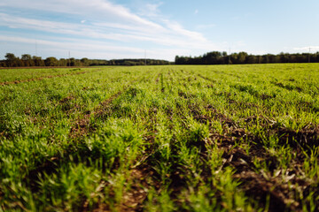 A close-up of new green shoots emerging from fertile soil in the rays of the setting sun. Young plants emerge from the soil in an agricultural field. Gardening concept, bountiful harvest.
