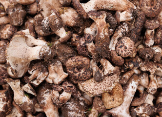 Wild sarcodon imbricatus, edible mushroom